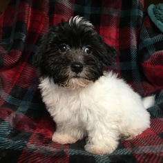 Havanese Puppy for sale in HOUSTON, TX, USA
