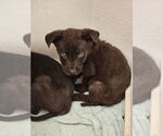 Small #3 Dutch Shepherd -German Shepherd Dog Mix