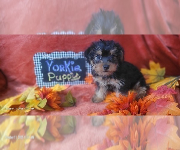 Medium Photo #122 Yorkshire Terrier Puppy For Sale in AKRON, OH, USA
