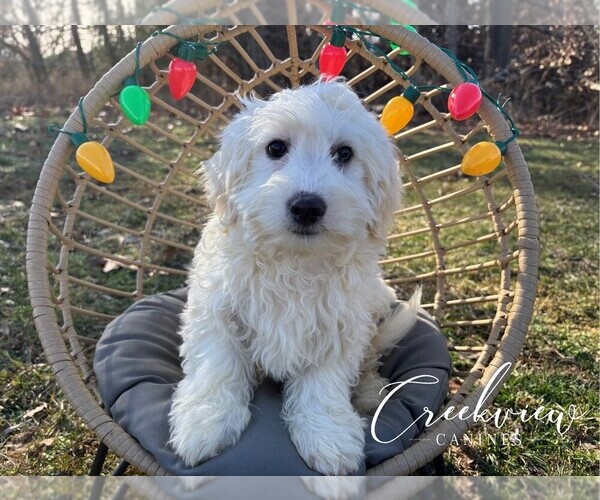 Medium Photo #16 Havachon Puppy For Sale in NIANGUA, MO, USA