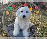 Small Photo #16 Havachon Puppy For Sale in NIANGUA, MO, USA