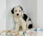 Small #1 Miniature Bernedoodle