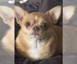 Small #2 Chihuahua