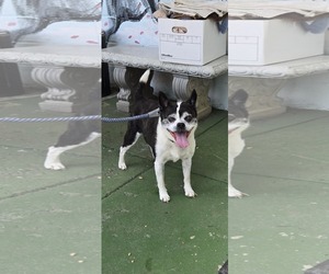Boston Terrier-Unknown Mix Dogs for adoption in Rustburg, VA, USA