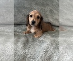 Small #11 Dachshund