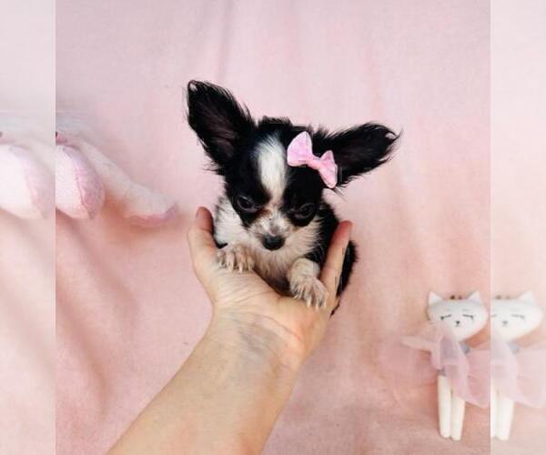 Medium Photo #5 Chihuahua Puppy For Sale in FORT LAUDERDALE, FL, USA