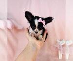 Small Photo #5 Chihuahua Puppy For Sale in FORT LAUDERDALE, FL, USA