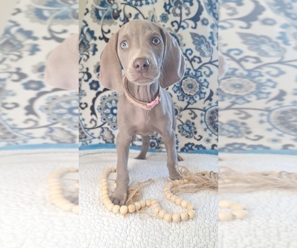 Medium Photo #1 Weimaraner Puppy For Sale in LEWISBURG, KY, USA