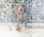 Puppy Diamond Weimaraner