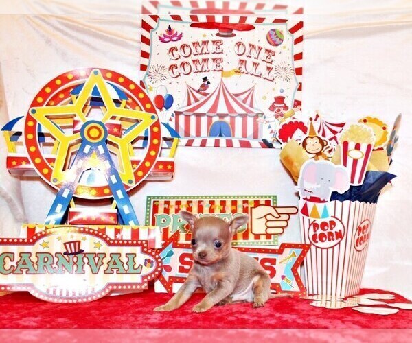 Medium Photo #4 Chihuahua Puppy For Sale in CHARLESTON, AR, USA