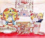 Small Photo #121 Chihuahua Puppy For Sale in CHARLESTON, AR, USA