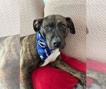 Small #2 American Staffordshire Terrier-Boxer Mix