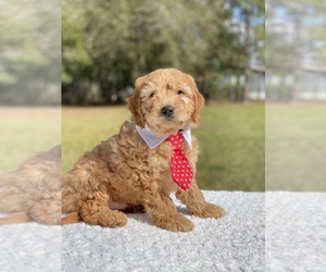 Goldendoodle Puppy for sale in FROSTPROOF, FL, USA