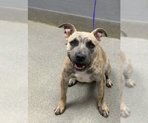 Mutt Dogs for adoption in Las Vegas, NV, USA