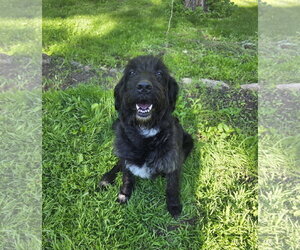 Poodle (Standard)-Unknown Mix Dogs for adoption in Brooklyn Center, MN, USA