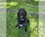 Small Poodle (Standard) Mix