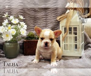 French Bulldog Puppy for Sale in WHITEWATER, Colorado USA