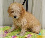 Small #2 Poodle (Miniature)