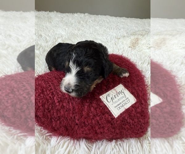 Medium Photo #136 Bernedoodle Puppy For Sale in BELMONT, NC, USA