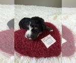 Small #135 Bernedoodle