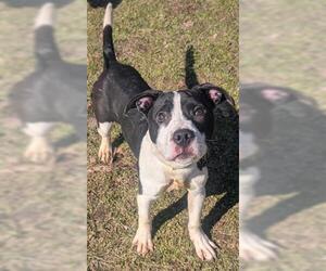 Mutt Dogs for adoption in Akron, OH, USA