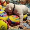 Small Photo #174 Dogo Argentino Puppy For Sale in JANE, MO, USA