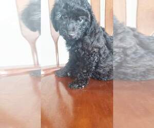 Poodle (Toy) Puppy for sale in BACLIFF, TX, USA