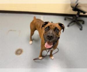 Boxer-Unknown Mix Dogs for adoption in Denver, CO, USA