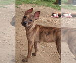 Small #6 Mutt