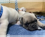 Small Photo #105 French Bulldog Puppy For Sale in TACOMA, WA, USA