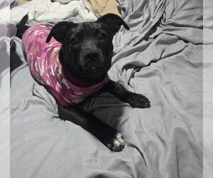 Pepper - Female Mutt Dog for Adoption - Photo #2