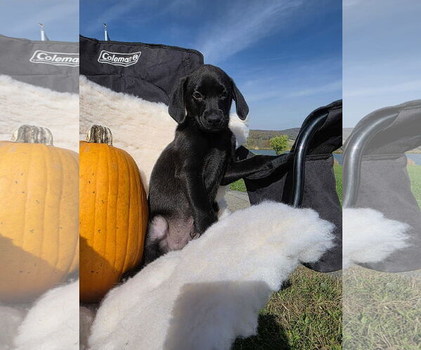 Medium Photo #8 Labrador Retriever-Unknown Mix Puppy For Sale in SHERBURNE, NY, USA