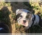 Puppy 2 English Bulldog