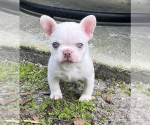 French Bulldog Puppy for Sale in DAVIE, Florida USA