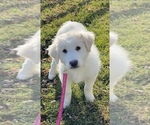 Small Photo #11 Great Pyrenees Puppy For Sale in CANOGA, NY, USA