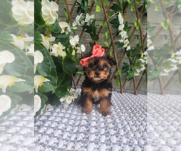 Medium Photo #4 Morkie Puppy For Sale in INDIANAPOLIS, IN, USA