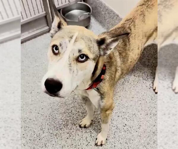 Medium Photo #3 Catahoula Leopard Dog-Siberian Husky Mix Puppy For Sale in Houston, TX, USA