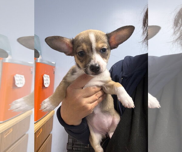 Medium Photo #2 Mutt Puppy For Sale in Gilberts, IL, USA