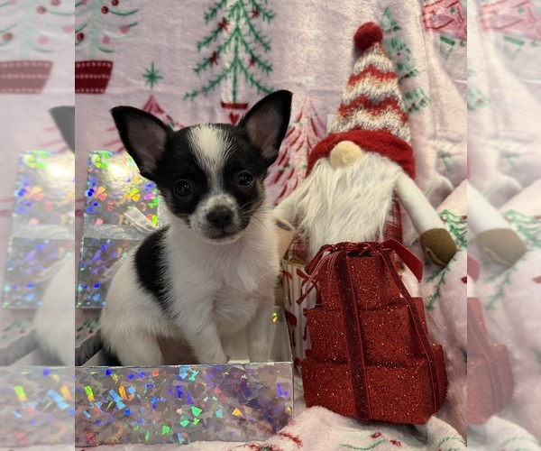 Medium Photo #19 Chihuahua Puppy For Sale in SHERMAN, TX, USA