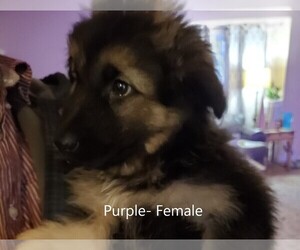 German Shepherd Dog Puppy for sale in RUSSELLVILLE, AR, USA