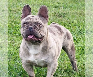 Father of the French Bulldog puppies born on 02/13/2023