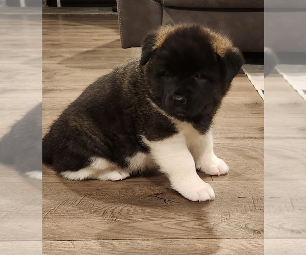 Medium Photo #4 Akita Puppy For Sale in LAKEBAY, WA, USA