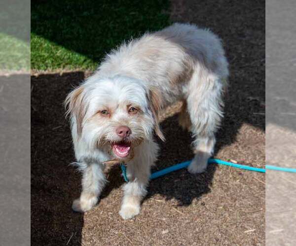 Medium Photo #4 Mutt Puppy For Sale in Kennesaw, GA, USA