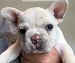 Small #5 Faux Frenchbo Bulldog-French Bulldog Mix