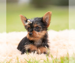 Small Photo #95 Yorkshire Terrier Puppy For Sale in WARSAW, IN, USA