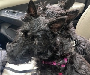 Scottish Terrier Puppy for sale in COLUMBIA, MD, USA