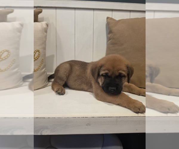 Medium Photo #1 Anatolian Shepherd-English Mastweiler Mix Puppy For Sale in IRWIN, PA, USA