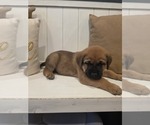 Puppy Willie Anatolian Shepherd-English Mastweiler Mix
