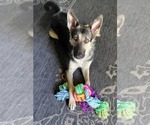 Small #2 German Shepherd Dog Mix