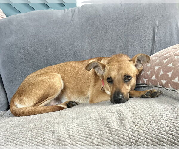 Medium Photo #5 Mountain Cur-Unknown Mix Puppy For Sale in Oakhurst, NJ, USA